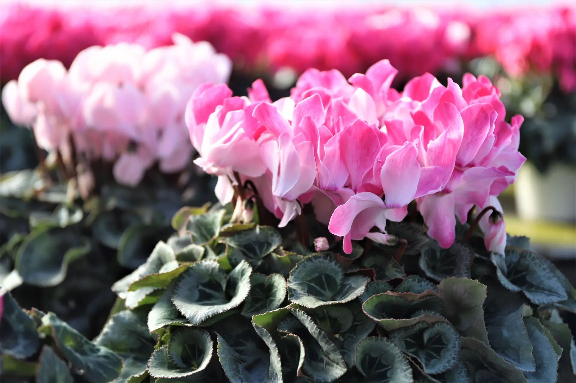 冬の花シクラメンの育て方 実は苦手な事